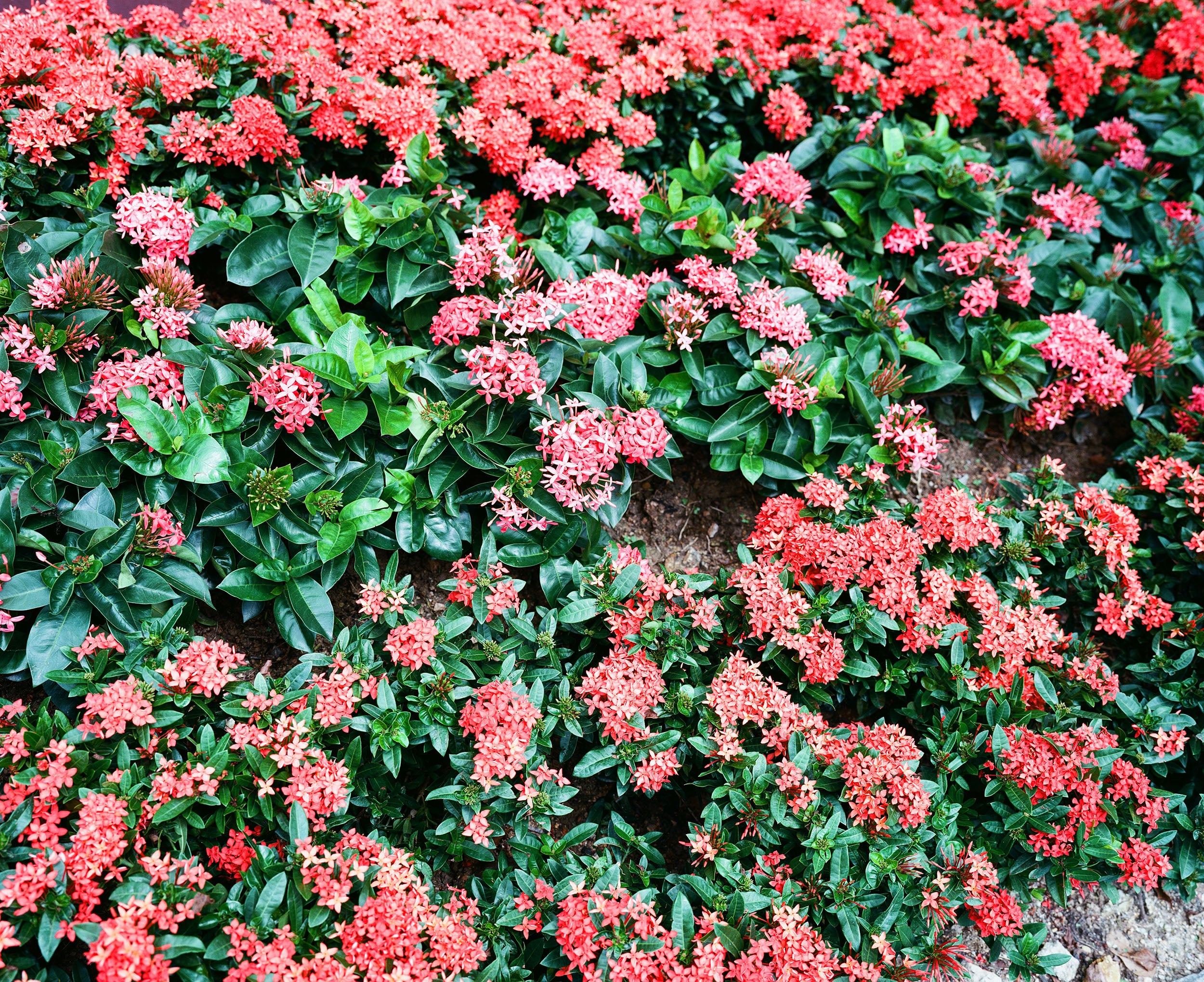 Kodak Ektar 100 C-41 120 彩色負片菲林 Color Negative film 感光度Iso: 100