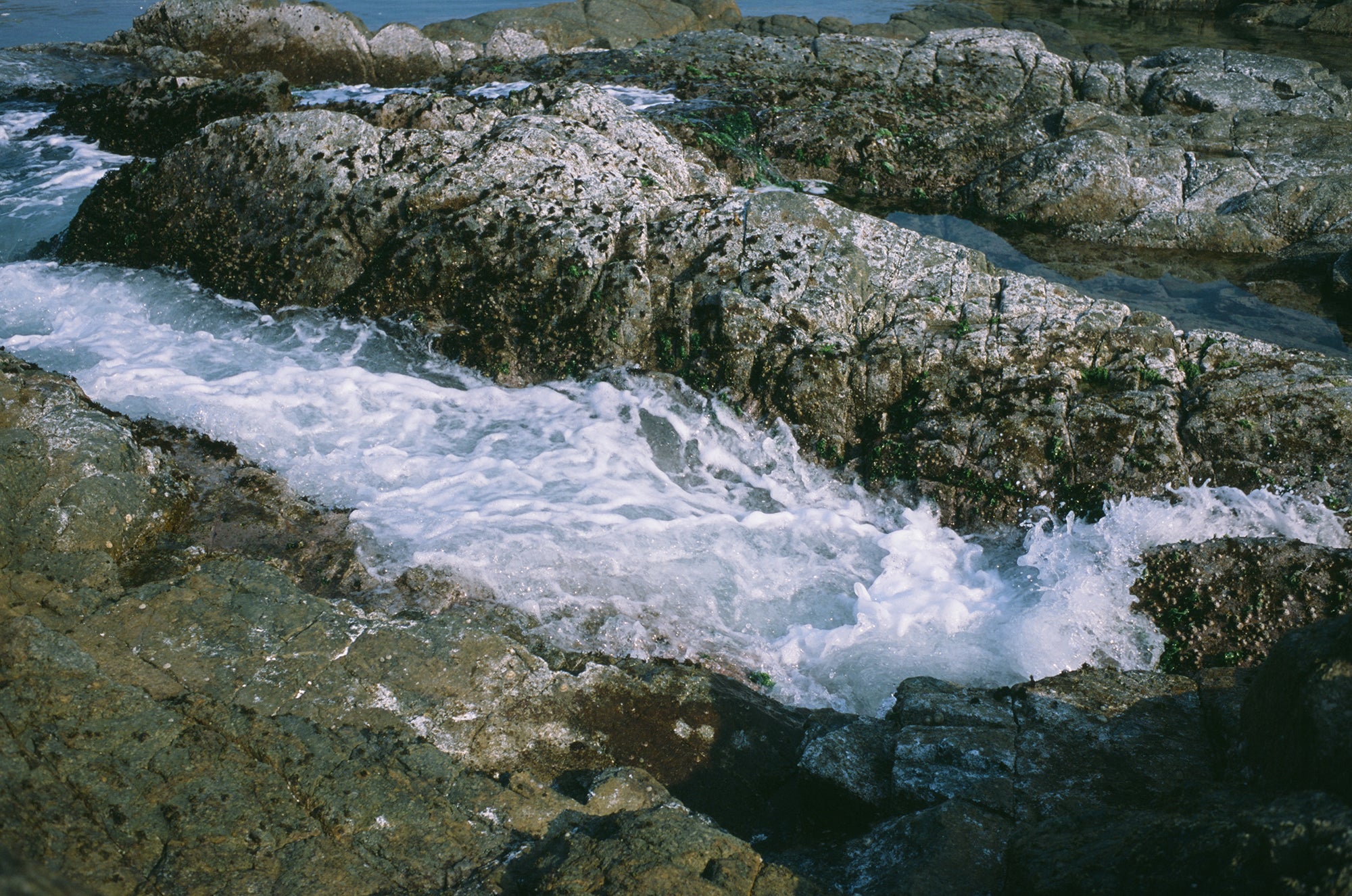 Fujifilm Provia 100F 135 富士專業正片E-6 (2027)