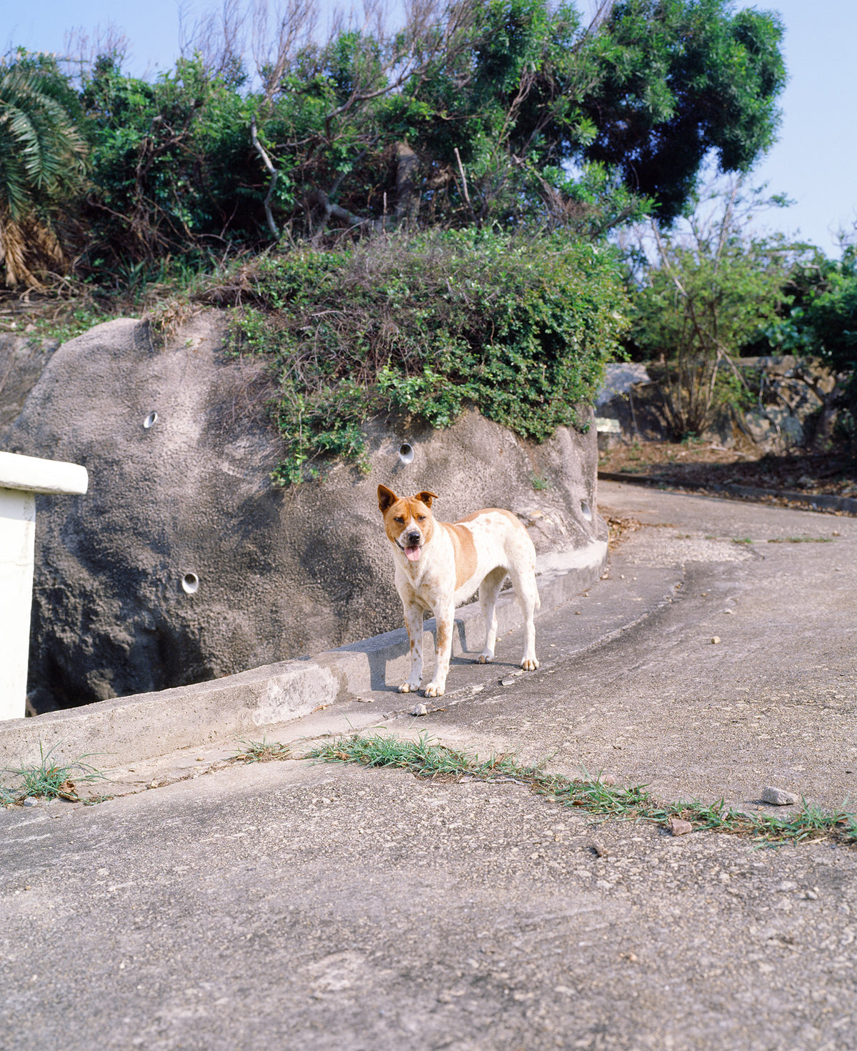 柯達(Kodak)Professional Ektachrome E100 120 彩色正片菲林 E-6