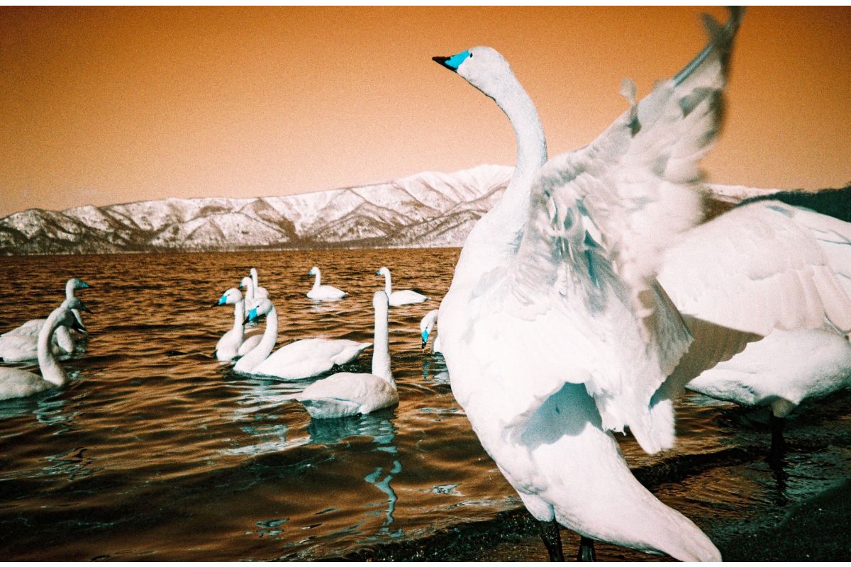Lomo Lomography Analogue Trio 35mm 菲林三重奏套裝連金屬菲林罐