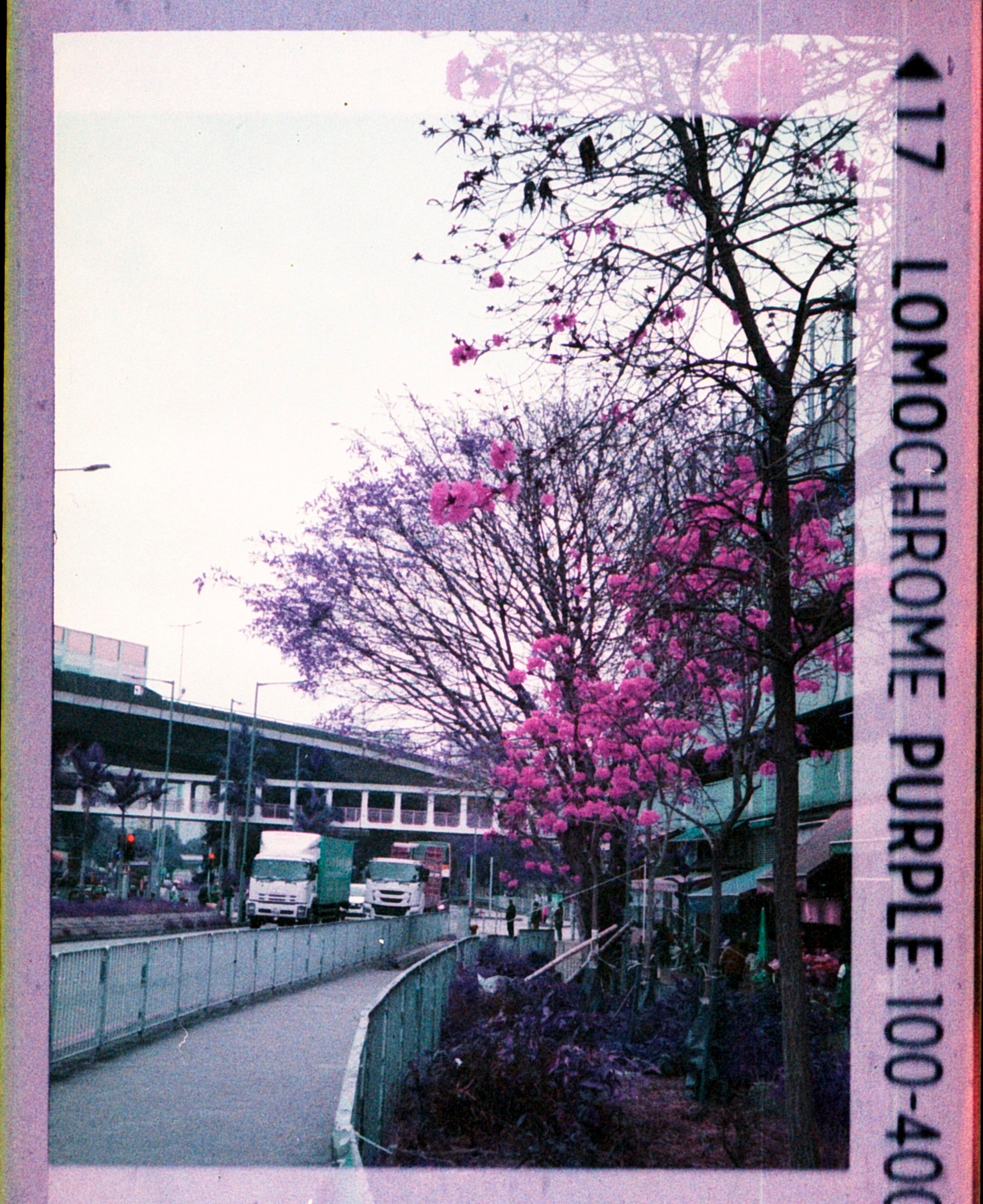 Lomo Lomography LomoChrome Purple ISO 100–400 110 Film紫調負片