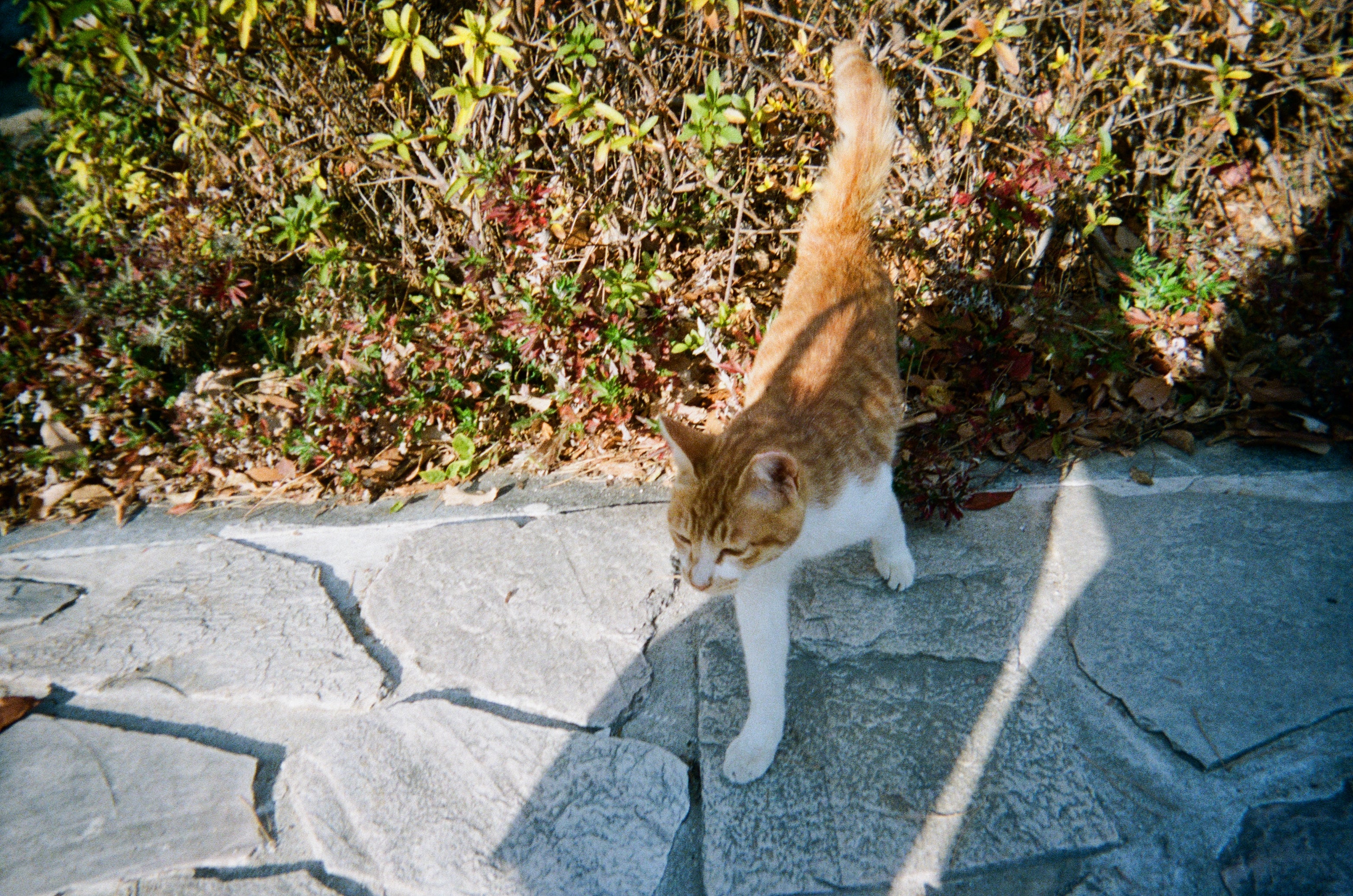 Kodak Power Flash 39張EXP 一次性菲林相機 Single Use Camera