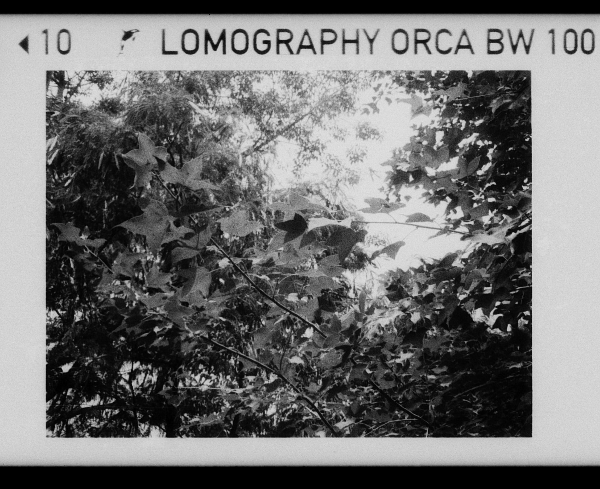 Lomo Lomography ORCA Black and White 110 Film 黑白菲林
