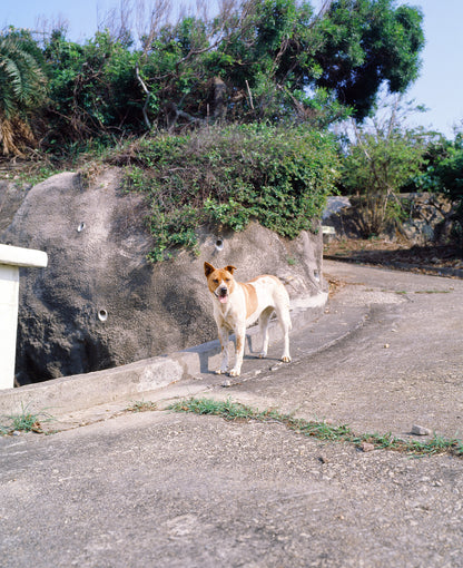 柯達（Kodak）Professional Ektachrome E100 120 彩色正片菲林 E-6