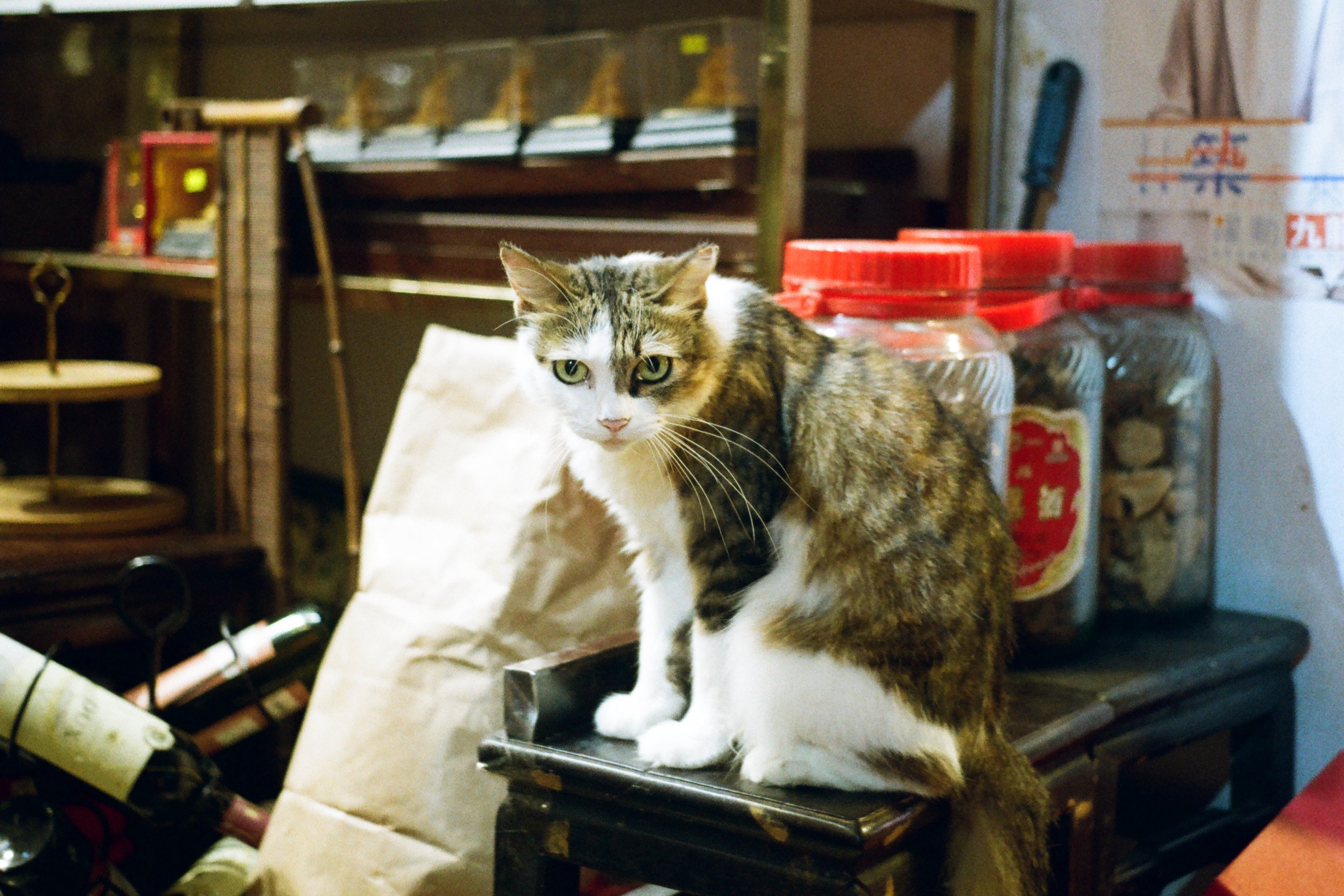 Contax G2 菲林相機 Film Camera