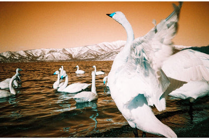 Lomo Lomography Analogue Trio 35mm 菲林三重奏套裝連金屬菲林罐