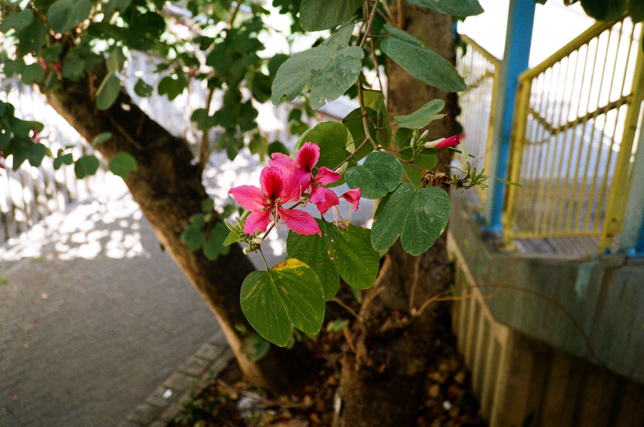 Kodak 柯達 KODACOLOR 200 36 EXP 彩色負片菲林  C-41 Color Negative film  感光度Iso:200